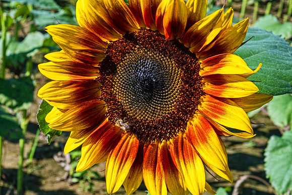 Sunflowers 5980