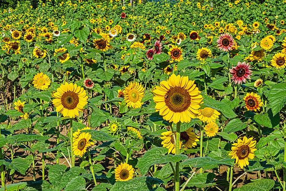 Sunflowers 5978