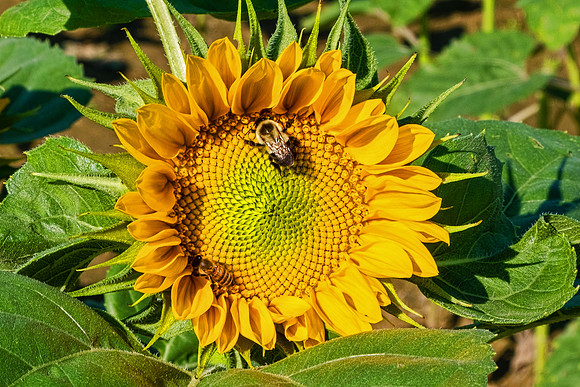 Sunflowers 5981