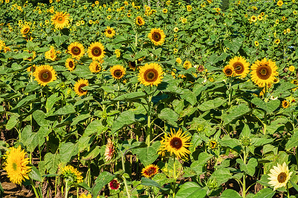 Sunflowers 5985