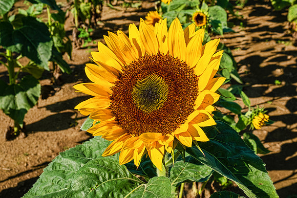 Sunflowers 5988