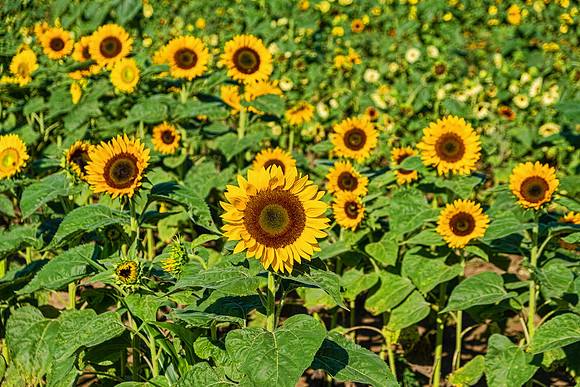 Sunflowers 5986