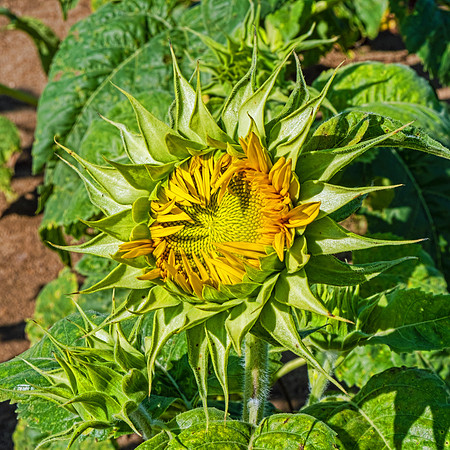 Sunflowers 5994