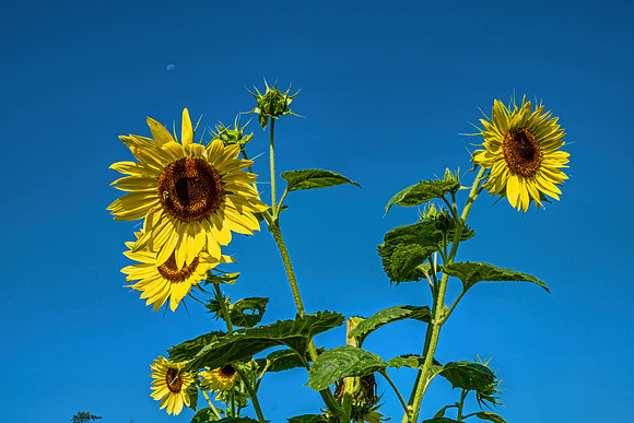 Sunflowers 5997