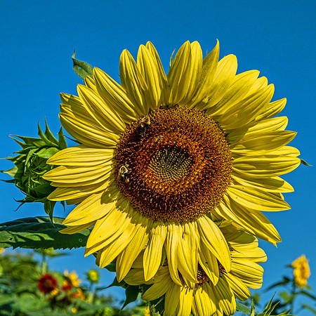 Sunflowers 5998