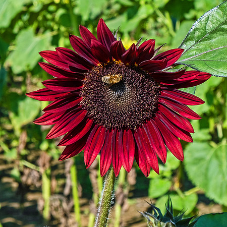 Sunflowers 5999