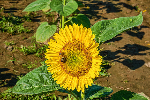 Sunflowers 6005