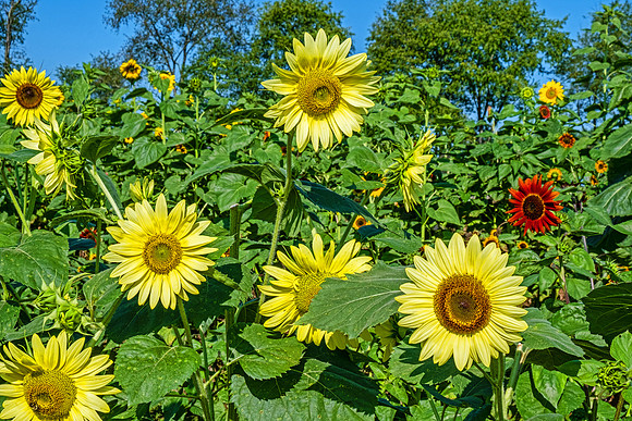 Sunflowers 6003