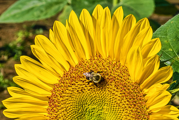 Sunflowers 6006