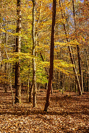 Smoky Mountain National Park 9721