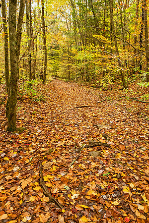 Smoky Mountain National Park 9742