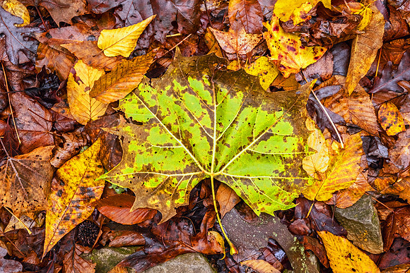 Smoky Mountain National Park 9753