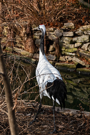 Wildlife 8283