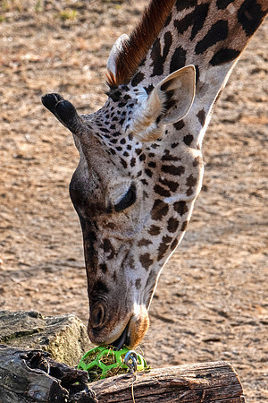 Wildlife 8303