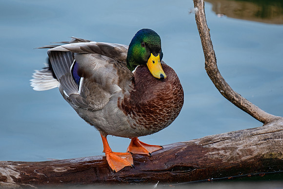 Wildlife 8292