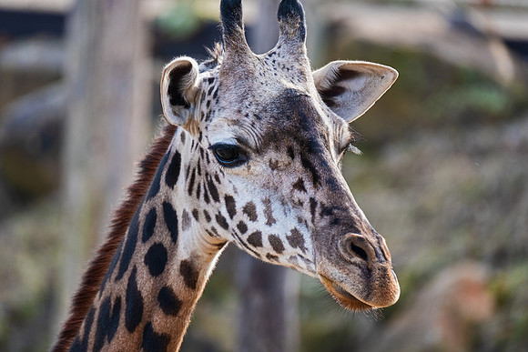 Wildlife 8318
