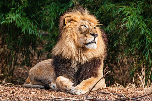Wildlife 8333