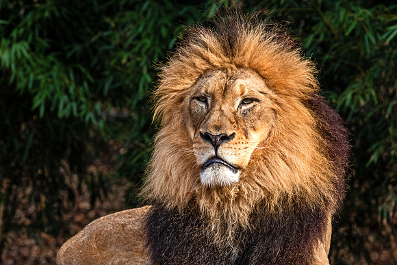Wildlife 8334