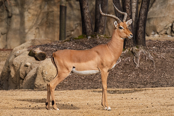 Wildlife 8343