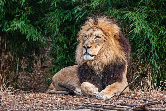 Wildlife 8336