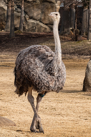 Wildlife 8346