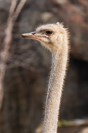 Wildlife 8349