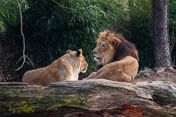 Wildlife 8357