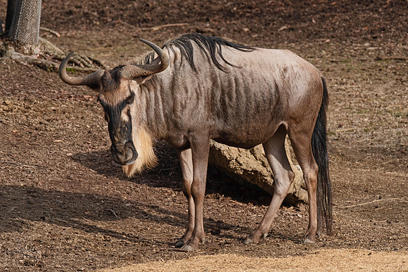 Wildlife 8352
