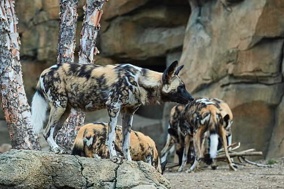 Wildlife 8381