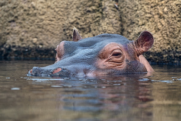 Wildlife 8412