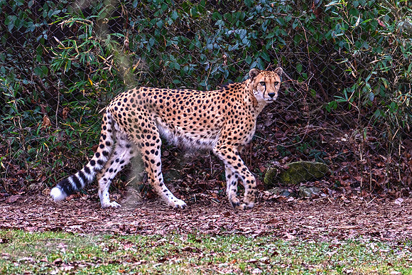Wildlife 8432