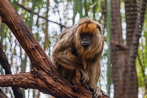 Wildlife 8442