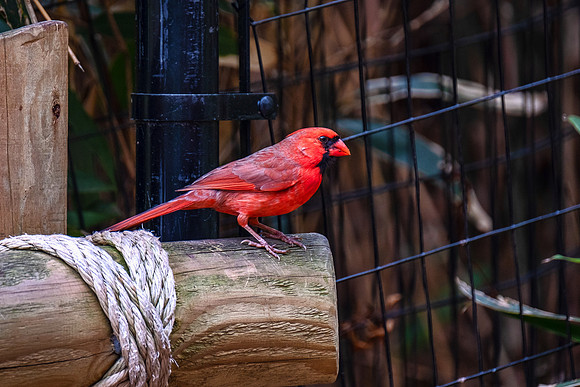 Wildlife 8449