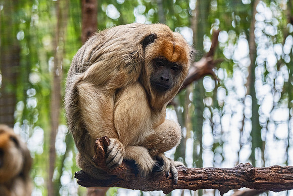 Wildlife 8446