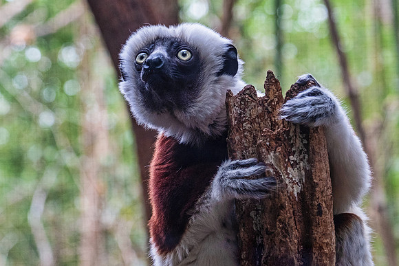 Wildlife 8454