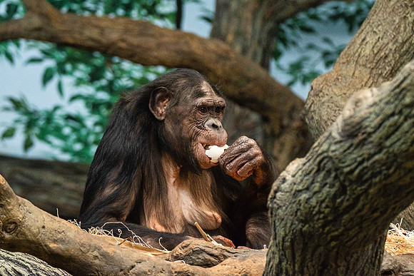 Wildlife 8458