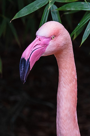 Wildlife 8490