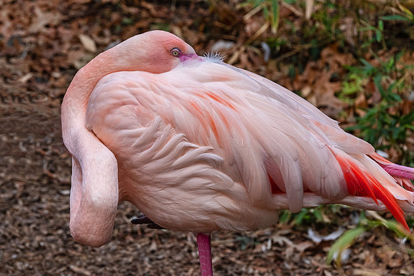 Wildlife 8496
