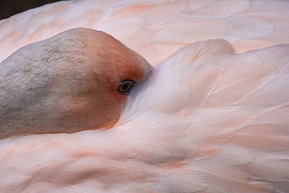 Wildlife 8499