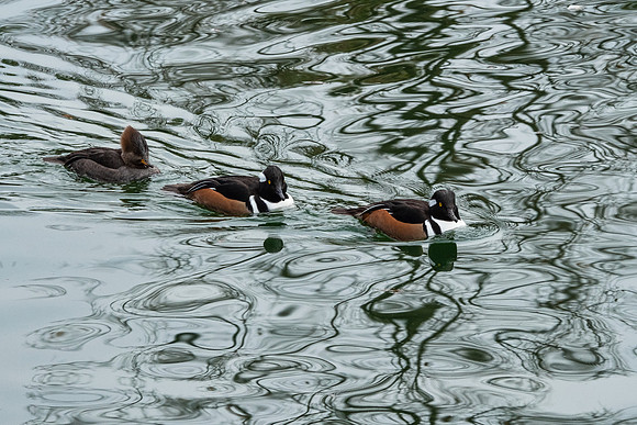Wildlife 8505