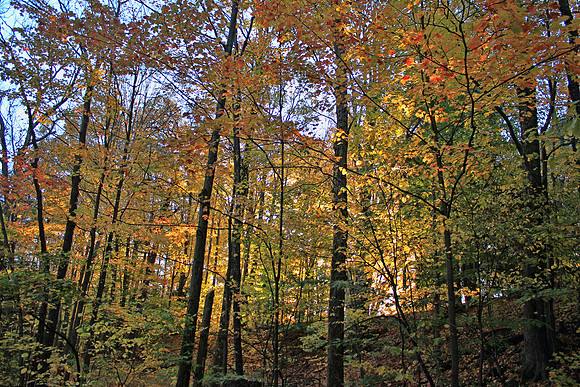Autumn 0803