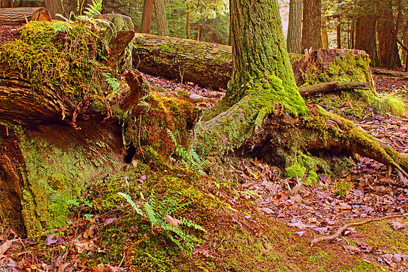 Hocking Hills 2919