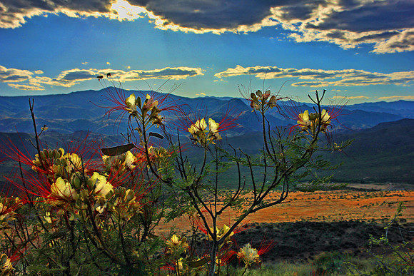 Sedona 9292