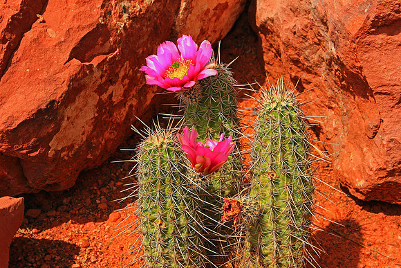 Sedona 9347