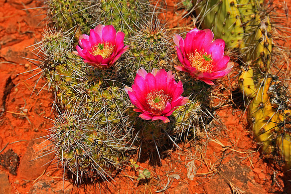 Sedona 9394