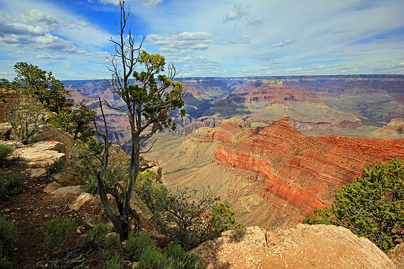 Grand Canyon 9559