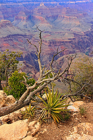 Grand Canyon 9654