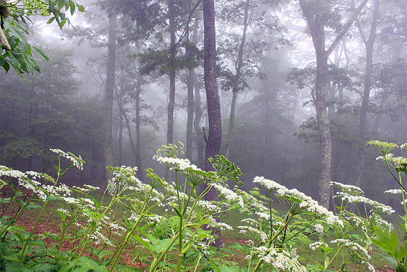Shenandoah National Park 156