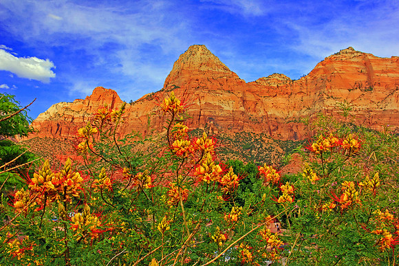 Zion National Park 0202