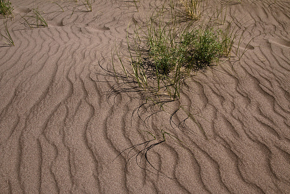 Great Sand Dunes NP 4535